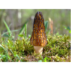 Мицелий Сморчка конического (Morchella conica)